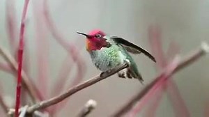 7.1K views · 178 reactions | THE BIRD IN THE VIDEO CALLED SURAKAV, COST 25 LAKHS, IT CHANGES COLOR EVERY FEW SECOND. MANY OF YOU HAVE HEARD THIS FAKE NEWS ON SOCIAL MEDIA, BUT ACTUALLY THE BIRD IS MALE ANNA'S HUMMING BIRD AND THIS SPECIES HAS IRIDESCENT FEATHERS: THE FEATHERS ARE OF DIFFERENT COLOURS WHEN VIEWED FROM DIFFERENT DIRECTIONS. IF YOU MOVE YOUR HEAD, OR THE BIRD MOVES ITS FEATHERS, IT LOOKS LIKE THEY WILL CHANGE COLOURS. | Gaurav Thakur | Facebook