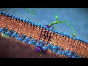 Biology: Cell structure. Cell Membrane. Plasma membrane. phospholipid bilayer. Eukaryotic cell