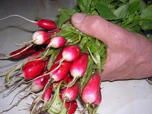 20 Surprising Benefits Of Radish Nutrition and How to Use.