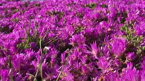 Purple flowers blooming in Pacific Grove