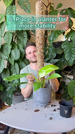 How to Use a Moss Pole for Your Philodendron Jose Buono Plant
