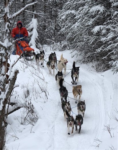 Leadership Lessons from the Iditarod: Seppala s 5 Key Takeaways | Anthony W. Luttenberger posted on the topic | LinkedIn
