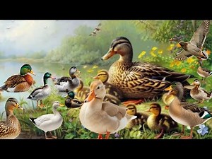 Discover the AMAZING World of 120 Duck Species ! the good and the beautiful paleontology ? duck