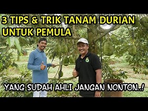 CARA MUDAH MENANAM DURIAN AGAR CEPAT BERBUAH UNTUK PEMULA | Bersama ‪@aguswidodo9987‬