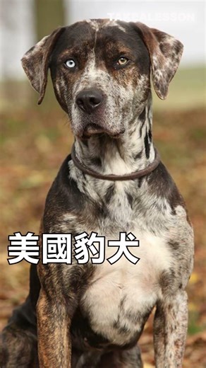 美國八大犬種