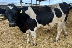 20 April / May Calving Pedigree British Friesian Heifers - UK - Grasstec Group