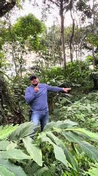 🛑 ¡Deja de "comer cuento"! La verdad sobre el negocio del Cardamomo.