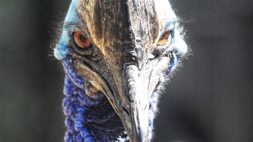 'Down Under': Denver Zoo opens new habitat Friday