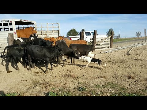 Loading cattle with calves. Satus Brute