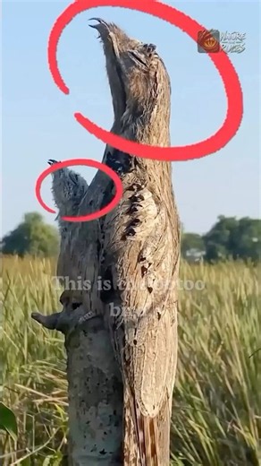 Master of Camouflage - Potoo Bird #didyouknow