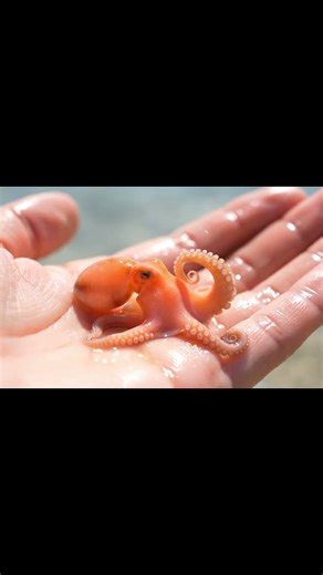 Living Gem — Mini Octopus Changes Color