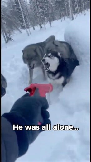 Husky vs. Wolf Pack: The Ultimate Sacrifice 🐺❄️