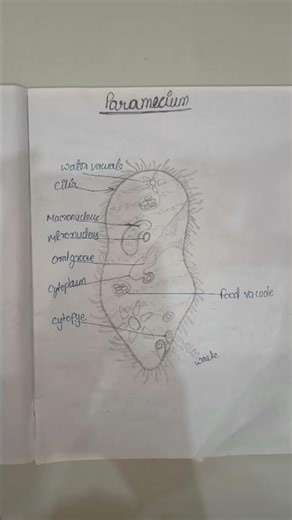 #diagram of paramecium # structure #drawing ..hope it's useful #important