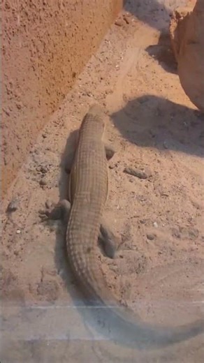 巨板蜥Rough-scaled Plated Lizard/Taipei Zoo