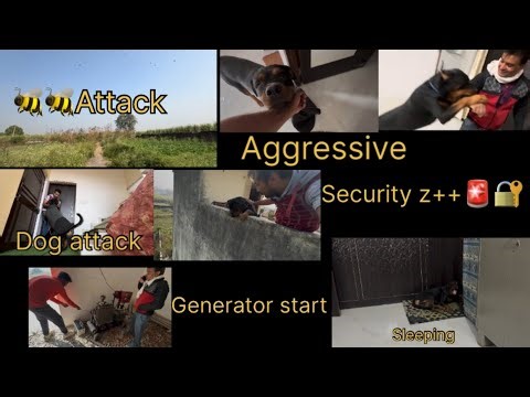 Rottweiler dog attack | bees attacked me | Security Guard dog | Oddin Rottweiler vlog