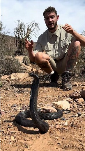 Huge Egyptian Cobra in Morocco!