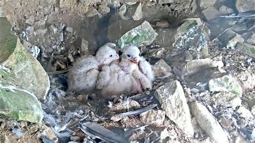 An Incredible Livestream of a Fledgling Peregrine Falcon Family Nesting on Alcatraz Island