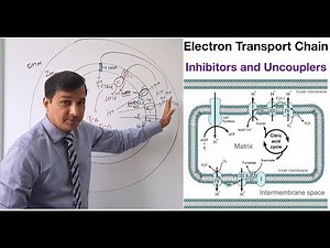 Electron Transport Chain - Inhibitors and Uncouplers