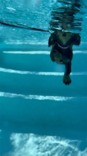 Poppy (Dachshund) underwater view of her first swimming session #dog #shorts