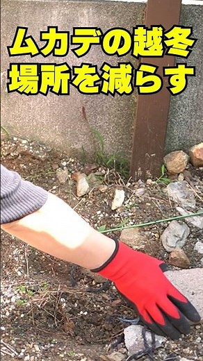 【ムカデ対策3選】ムカデ除け ムカデ越冬防止 春にムカデの数を減らす方法 ムカデの越冬場所を減らす方法 #shorts #ムカデ駆除 #ムカデよけ