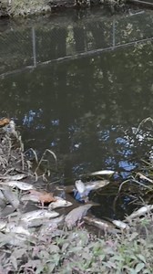 The Eastern Band of Cherokee Indians’ hatchery on the Qualla Boundary lost its entire fall stock of rainbow trout after Helene brought devastation to North Carolina. Cape Cod Times | USA TODAY Video