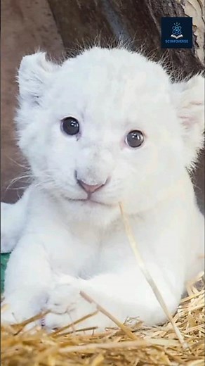 The Rare White Lion 🦁✨