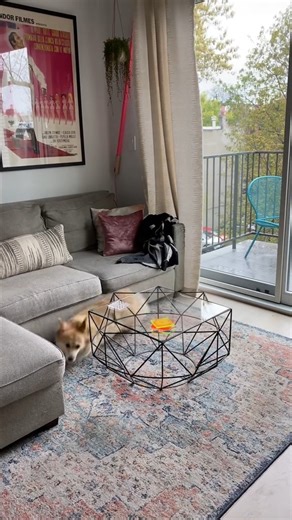 Corgis. All the time. #corgi #dogsoftiktok #zoomies | Maxine the Fluffy Corgi