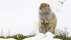 Arctic Ground Squirrel 🐿️ Hidden Arctic Life! | 1 Minute Animals Behold the Arctic Ground Squirrel: Winter's Sleeping Beauty. They pull off an astonishing eight-month hibernation, thriving on plants, berries, and insects in the short summer. But here's the kicker: they're the Arctic's fast food, with predators like Arctic foxes and snowy owls relying on them. Meet the ultimate Arctic survivors! #arcticsquirrel #arcticgroundsquirrel #arcticcircle #arcticanimals #arcticlife | 1 Minute Animals