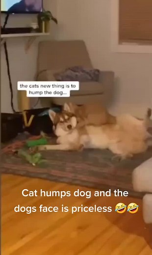 Ive never seen a Cat hump a dog in my life 🤣🤣🤣 #cat #catsoftiktok #funny #funnyvideos #fyp #trending #viral
