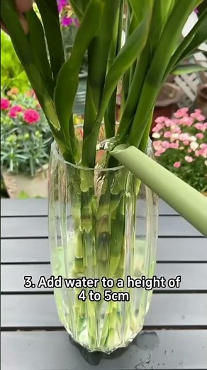 How To Make Lucky Bamboo Root Quickly #gardening