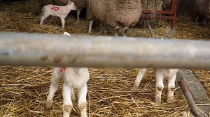 1.4K views · 35 reactions | Check out our top 10 top tips for the upcoming lambing season, thanks to Michael Gottstein, Head of Sheep Knowledge Transfer at Teagasc  Read the full article for more details on each tip: https://bit.ly/3iiVZEI | Agriland.ie | Facebook