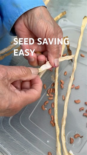 Save Your Longbean Seeds🫘 Collect and Store for Next Year’s Planting. #growyourownfood #seedsaving