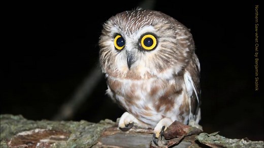 2K views · 282 reactions | There’s more to owl sounds than just “hoo, hoo.” Each species of owl has its own unique call — sometimes more than one. Learn more and get tips on what to listen for outside in this article: https://abcbirds.org/blog21/owl-sounds/ Press play with the sound on to listen to a Northern Saw-whet Owl call recording by Micah Riegner | American Bird Conservancy | Facebook