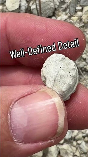 100 Million Year Old Ammonite — On The Roadside? #geology #rockhounding #shorts