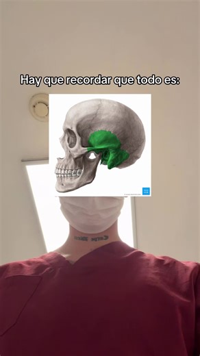 Anatomía Frontal en Odontología