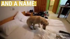 60K views · 935 reactions | Welcome home, Chance! | A Plus | Facebook