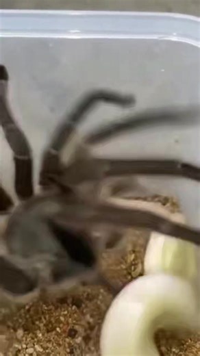 ⚔️ Venom vs. Venom — Tarantula vs. Snake! 🕷️🐍🔥 This jaw-dropping moment captures a Tarantula locking horns (or legs 😅) with a Snake! Both armed with venom, both apex hunters in their own world — and only one walks away victorious 💥 It’s nature’s raw power on full display — no CGI, no scripts, just pure survival instinct. Who’s your pick to win this wild face-off? 👇 🕷️ = Tarantula 🐍 = Snake #TarantulaVsSnake #NatureBattle #WildlifeShowdown #VenomVsVenom #CreepyCrawly #PredatorMode #Nature