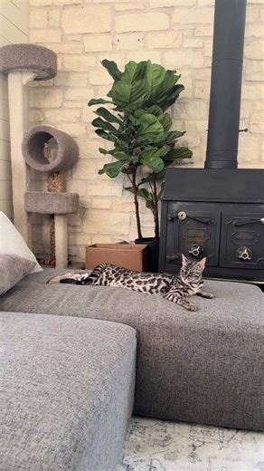 Guys he’s getting so big omg 😱 #f1bengalcat #silverbengalcat #catlovers #asianleopardcat