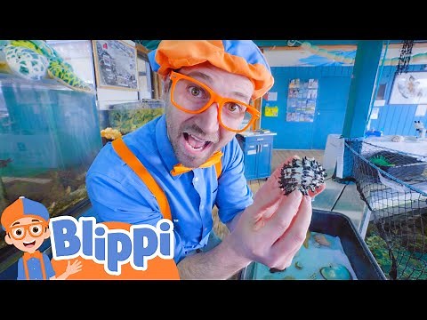 Learning Under Water Animals With Blippi | Educational Videos For Kids