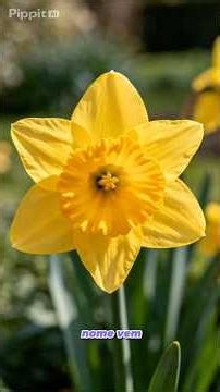 Daffodils: The Flower of Myth, Self-Love, and Growing Secrets! 🌼✨