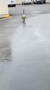 DUCK! DUCK! GOOSE!🪿😬💨 #Goose #Fail #GooseVideo | Try Not to Laugh