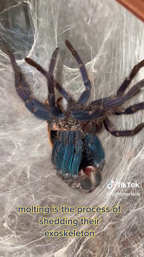 Green Bottle Blue Tarantula Molting: Fascinating Process