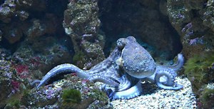 CHILE INTRODUCES LEGISLATION TO BAN OCTOPUS FARMING