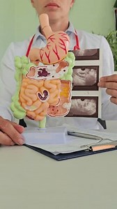 Doctor examines digestive system model and ultrasound image concept