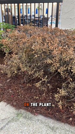 sign of root rot... #shorts #plantcare #jacksonvillefl #floridagardening #planttips