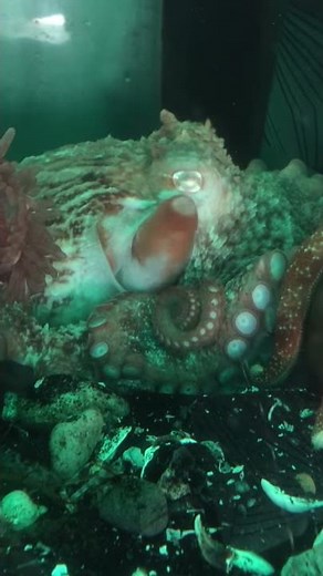 Octopus Defecating Shooting Poop, Gross!