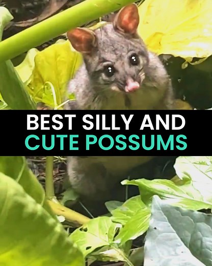 565K views · 26K reactions | You need to see these funny and adorable possums, we still love them even though they are rodents 藍 | Animal Antics | Facebook