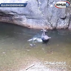 😲 This unbelievable video recently released to the public shows a moose swimming in the Flume Gorge! What a truly beautiful creature! https://goo.gl/CqBBmp 📹: Ellen Edersheim via Real World - New Hampshire | WMUR-TV