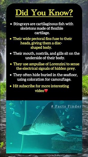 Amazing Stingray Facts You Didn’t Know.#viral #fish