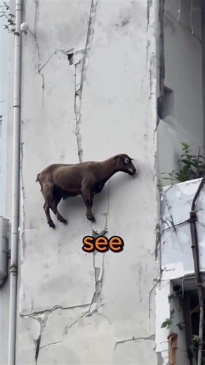 This Goat Is Eating on a VERTICAL WALL